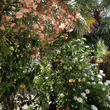 Il Giglio D'oro Bed & Breakfast *